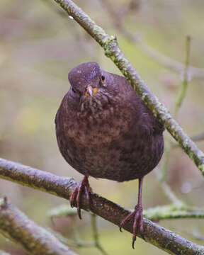 Image of Blackbird