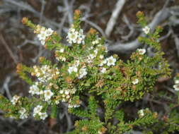 Image of Baeckea diosmifolia Rudge