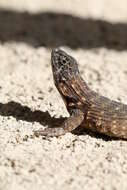 Image of Northern Curly-tailed Lizard