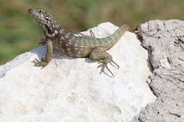 Image of Northern Curly-tailed Lizard