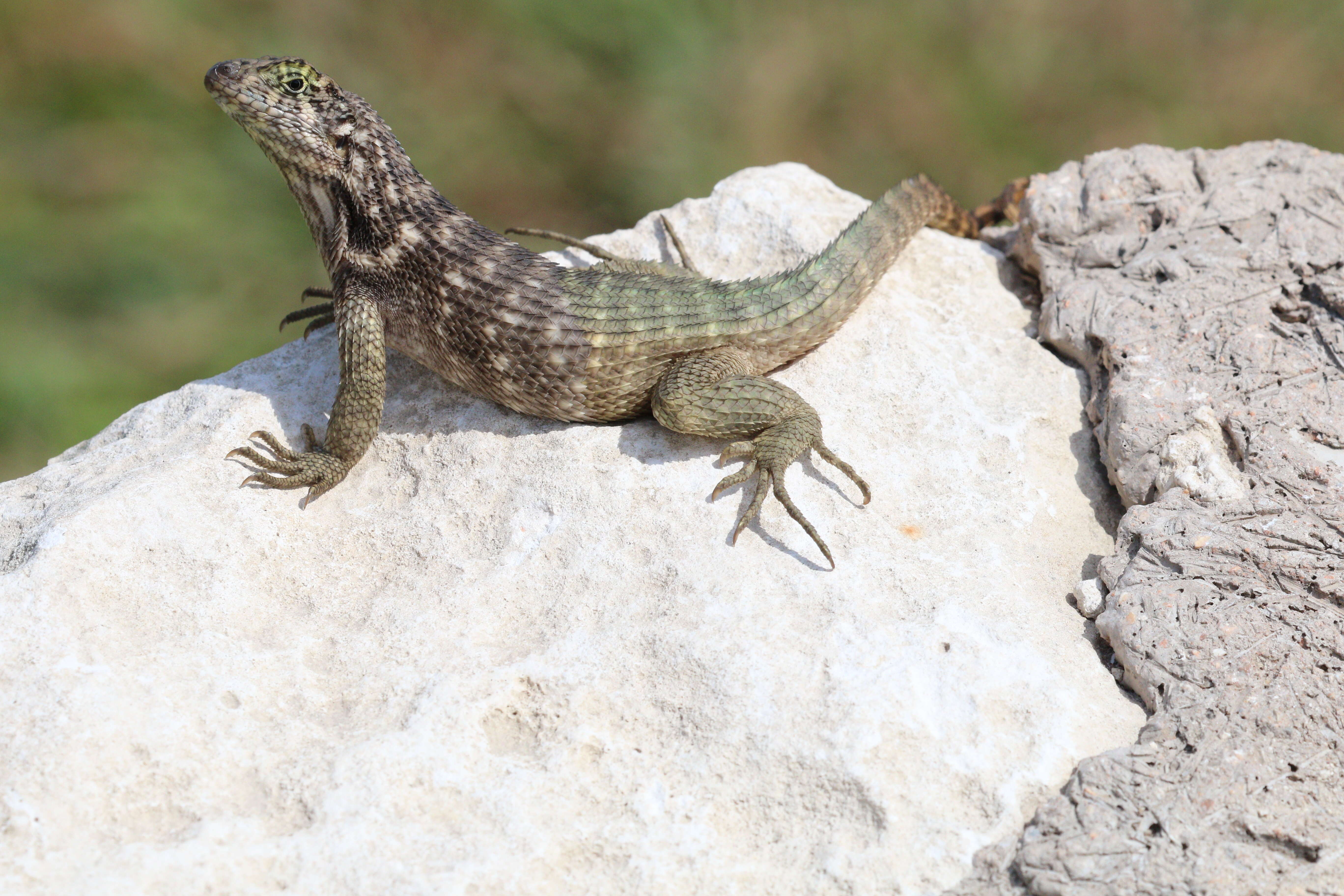 صورة Leiocephalus carinatus Gray 1827