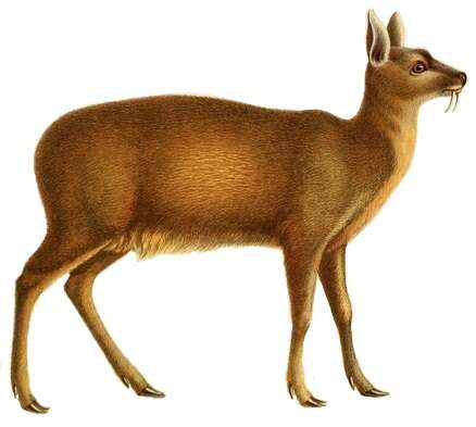 Imagem de Moschus chrysogaster (Hodgson 1839)