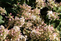 Image of panicled hydrangea