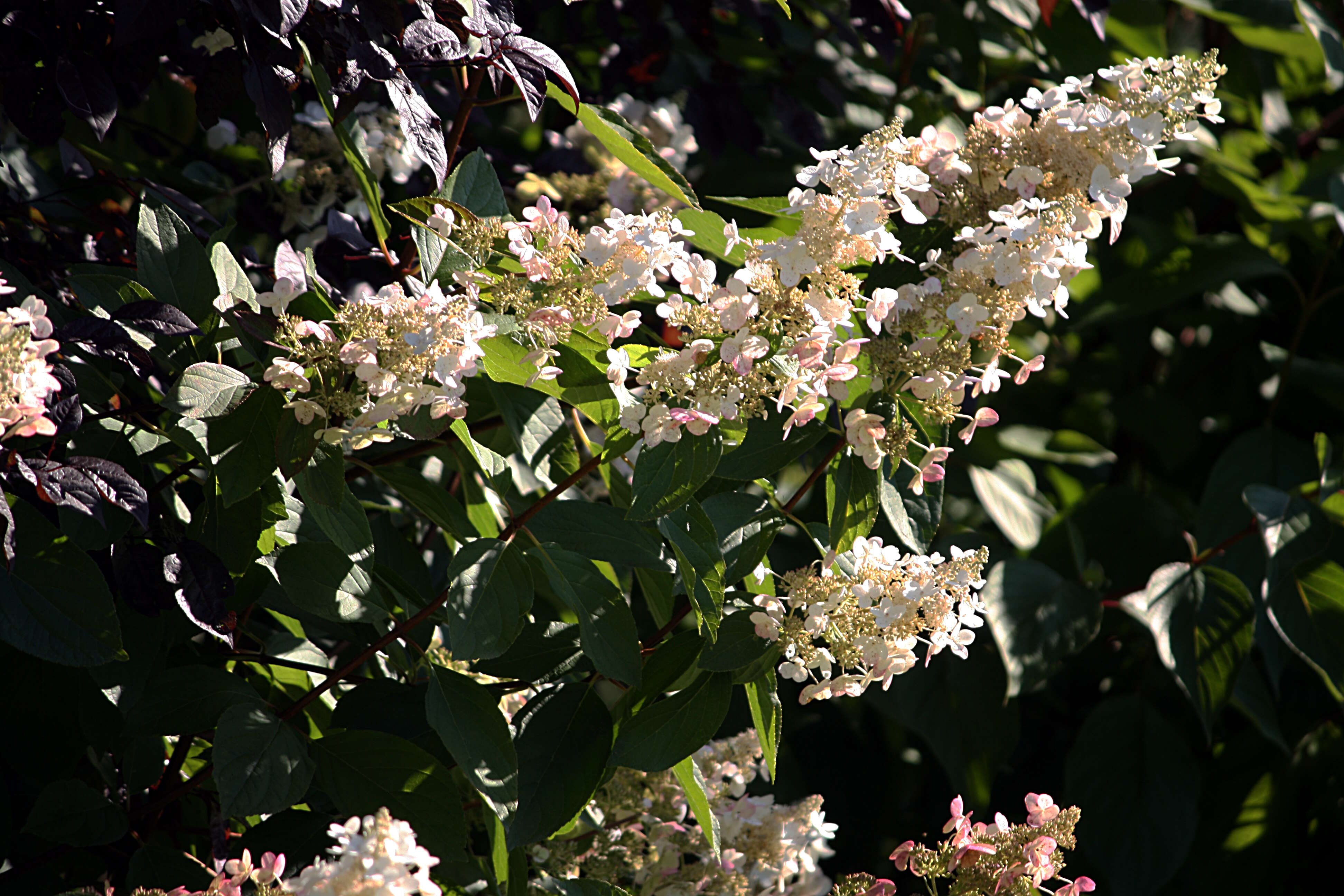 Image of panicled hydrangea