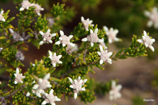 Image of Spyridium phylicoides Reiss.