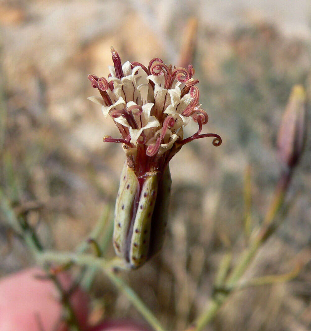 Image of slender poreleaf