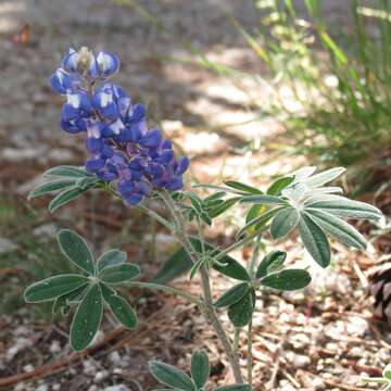 Imagem de Lupinus argenteus var. palmeri (S. Watson) Barneby