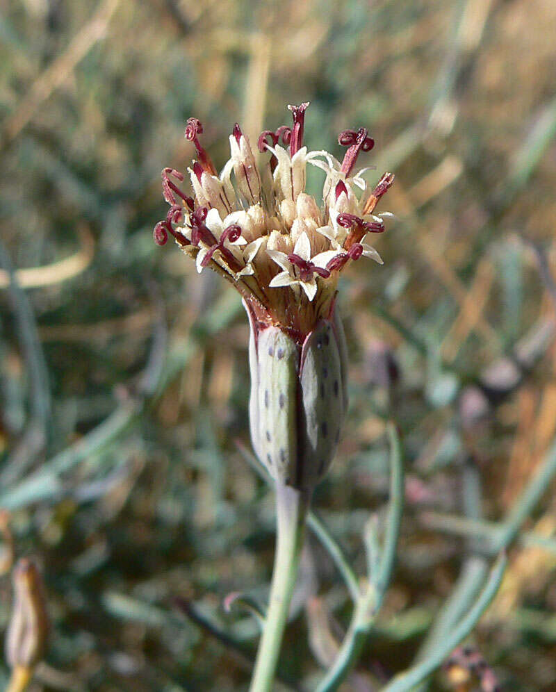 Image of slender poreleaf