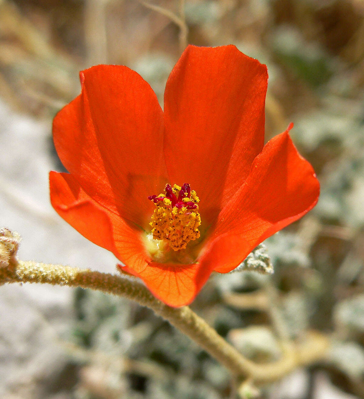 Image of desert globemallow