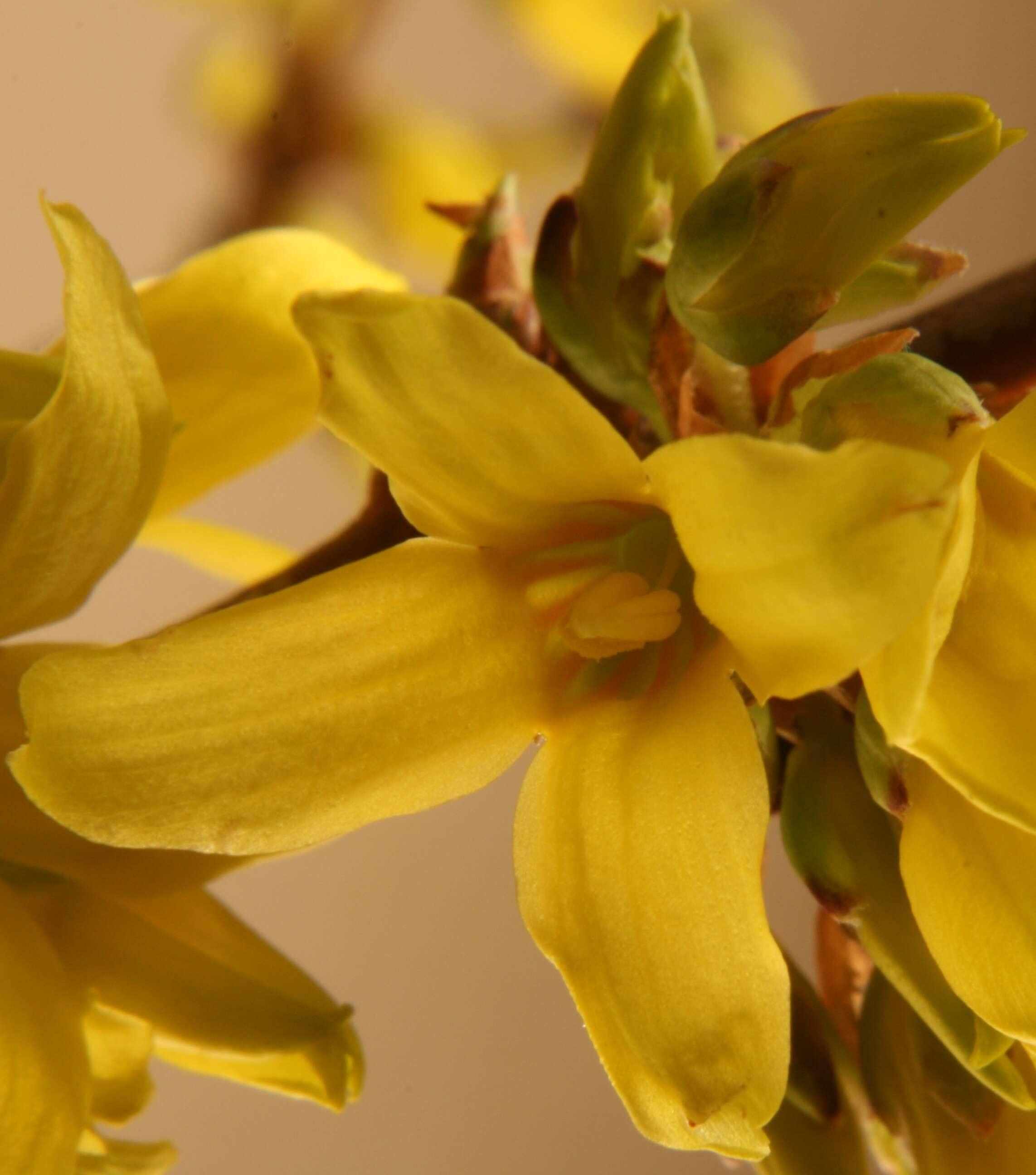 Image de Forsythia intermedia Zabel