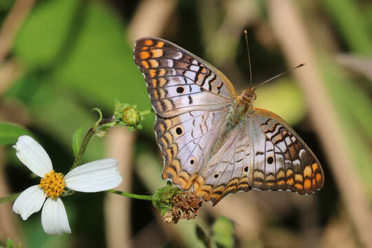 Image of White Peacock