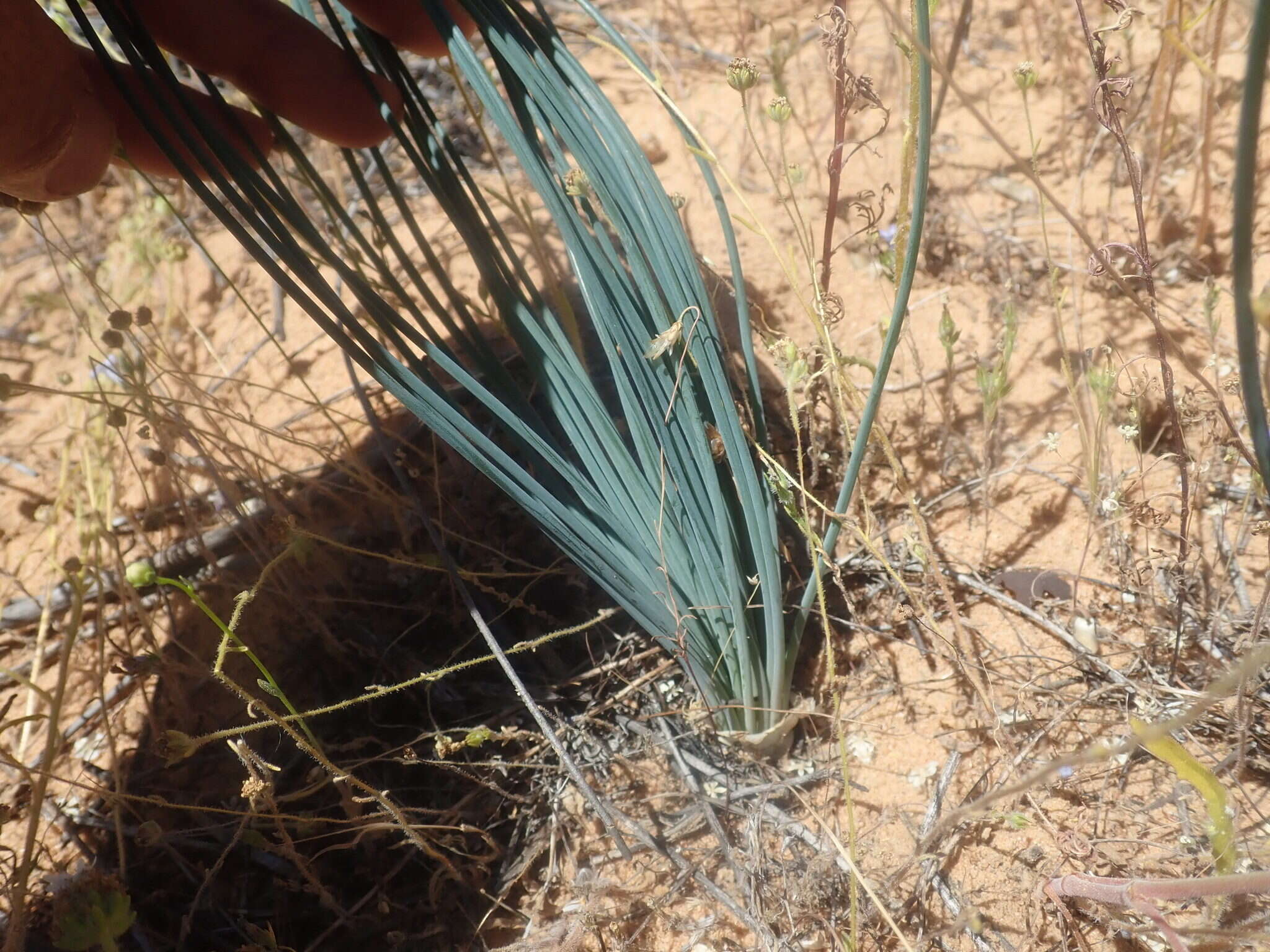 Plancia ëd Drimia fragrans (Jacq.) J. C. Manning & Goldblatt