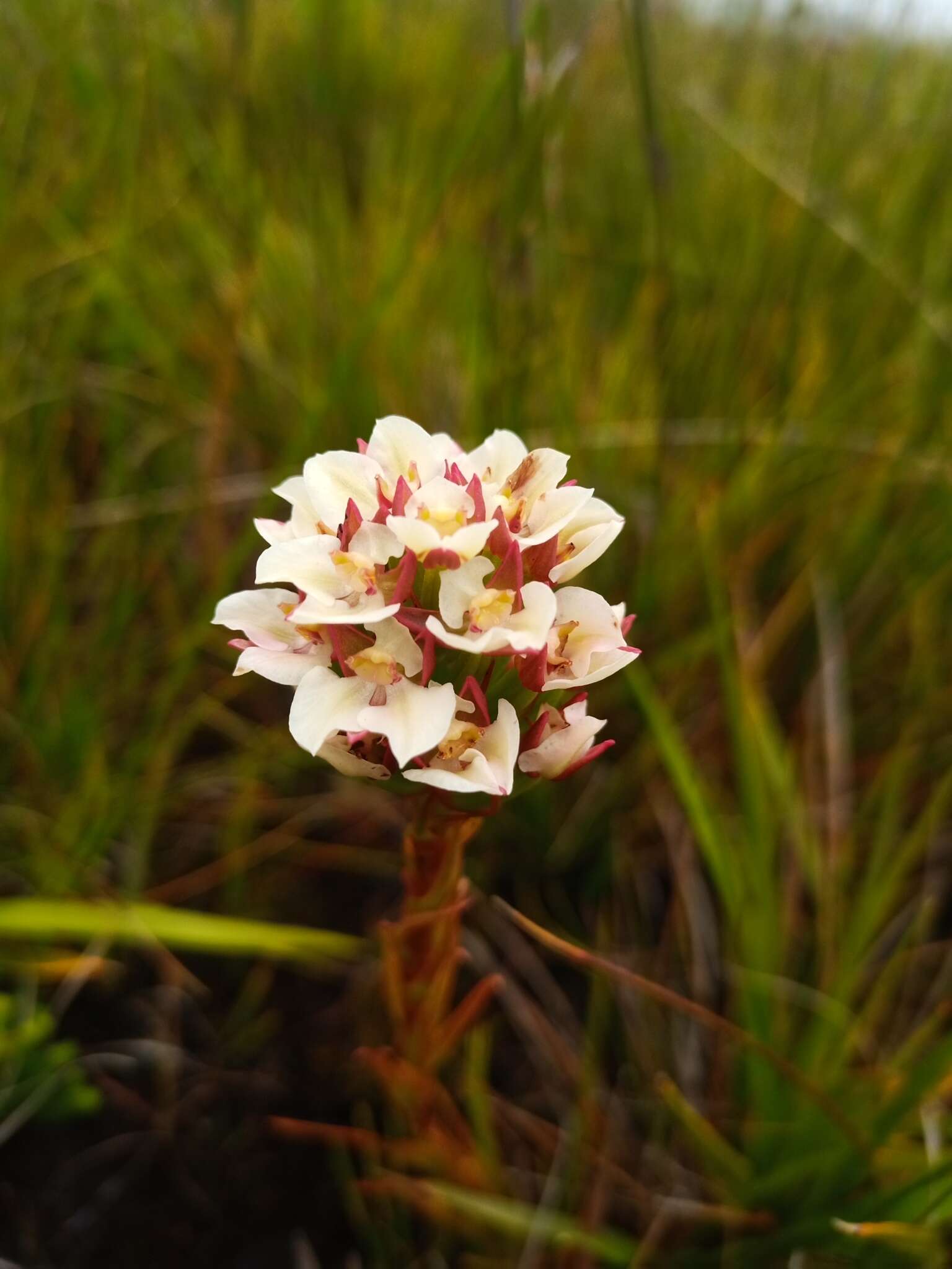 Image of Ceratandra globosa Lindl.