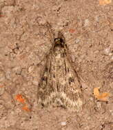 Image of Araeomorpha