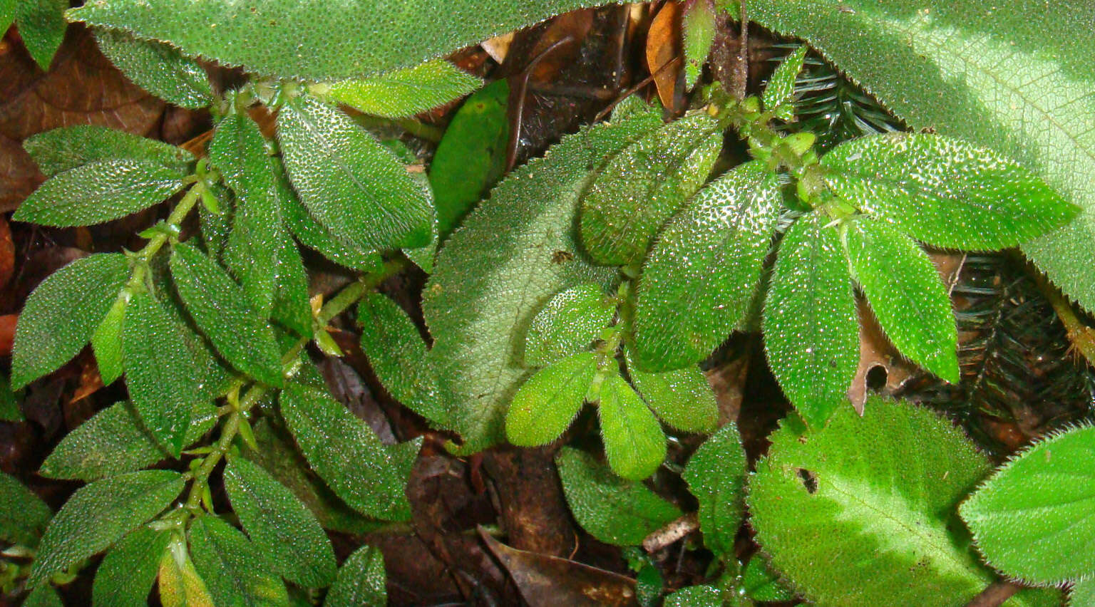 Image of Argostemma parvifolium var. involucratum (Hemsl.) Bakh. fil.