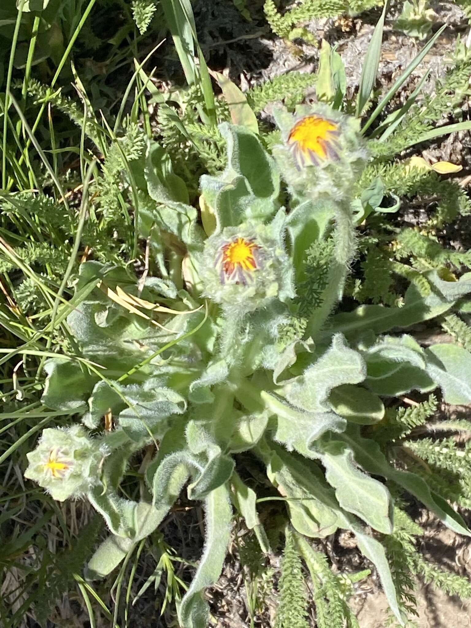 Agoseris glauca var. dasycephala (Torr. & A. Gray) Jepson resmi