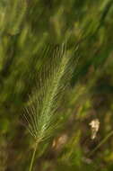 Plancia ëd Hordeum marinum subsp. gussoneanum (Parl.) Thell.