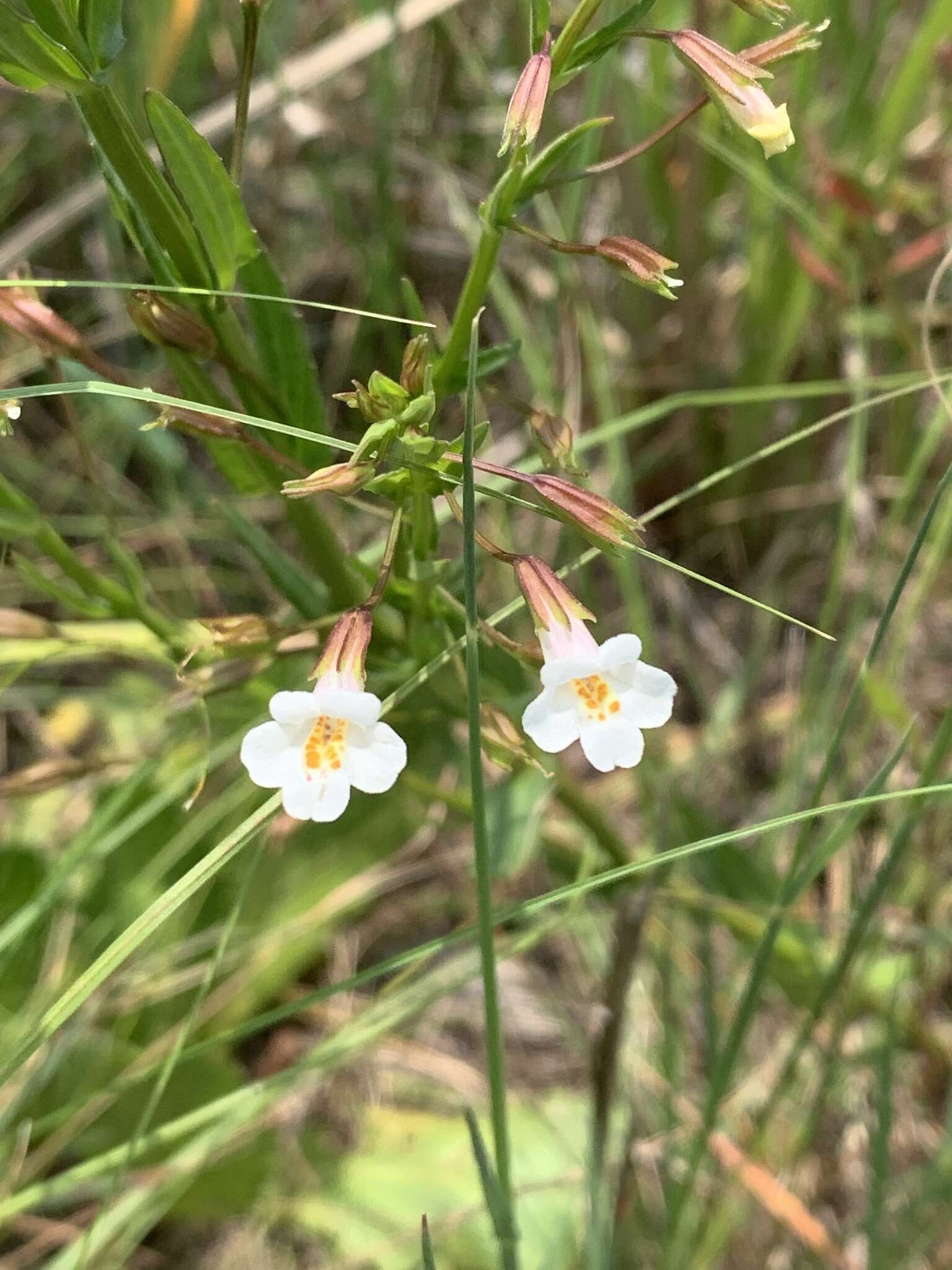 Image of Mimulus strictus Benth.