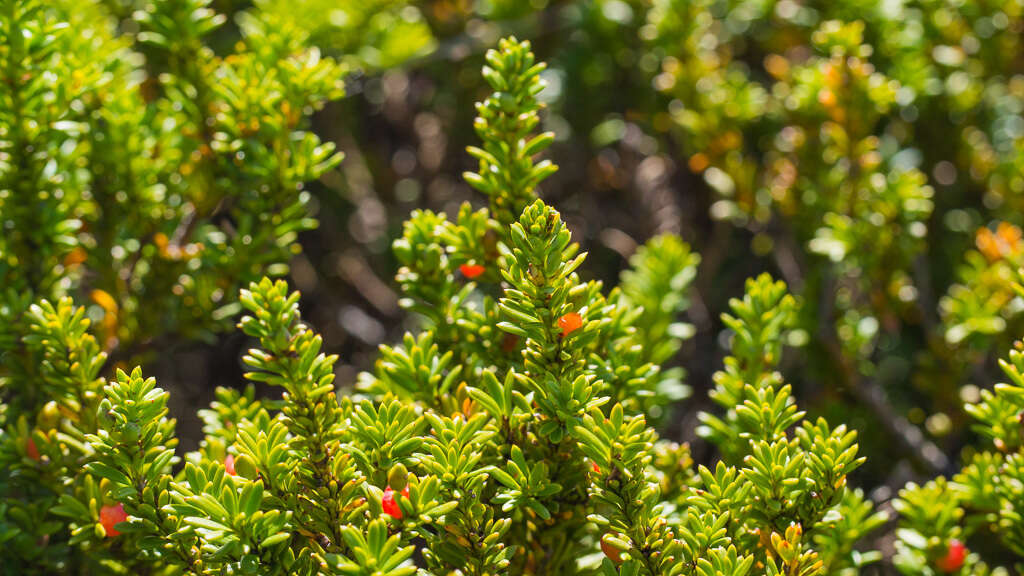 صورة Podocarpus nivalis Hook.