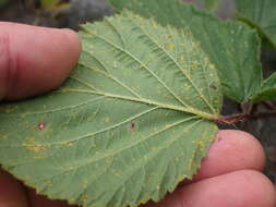 Image of Rubus erythrops E. S. Edees & A. Newton