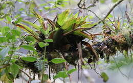 Image of Mountain Wren