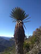 Sivun Yucca carnerosana (Trel.) McKelvey kuva