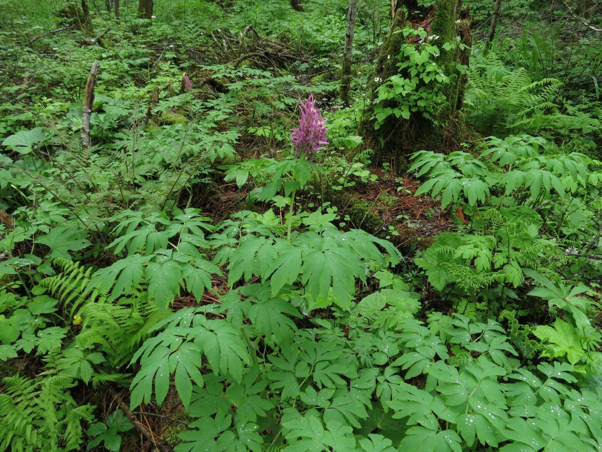 Image of Corydalis gigantea Trautv. & Meyer