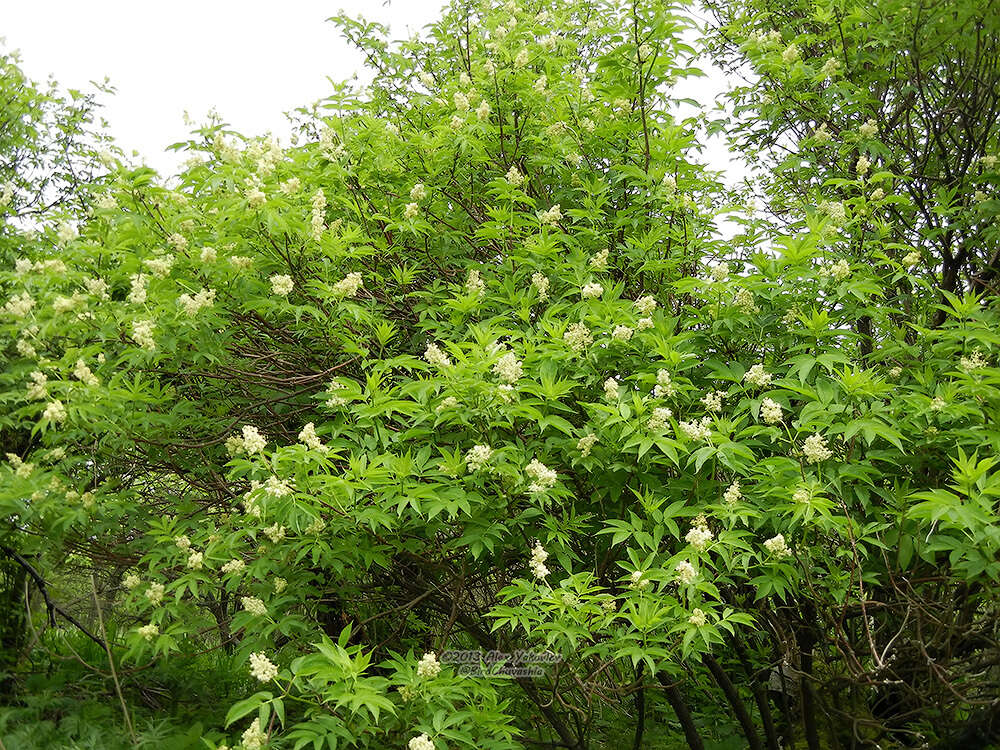 Image of Sambucus racemosa subsp. sieboldiana (Bl. ex Miq.) Hara