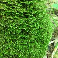 Image of Wall Scalewort