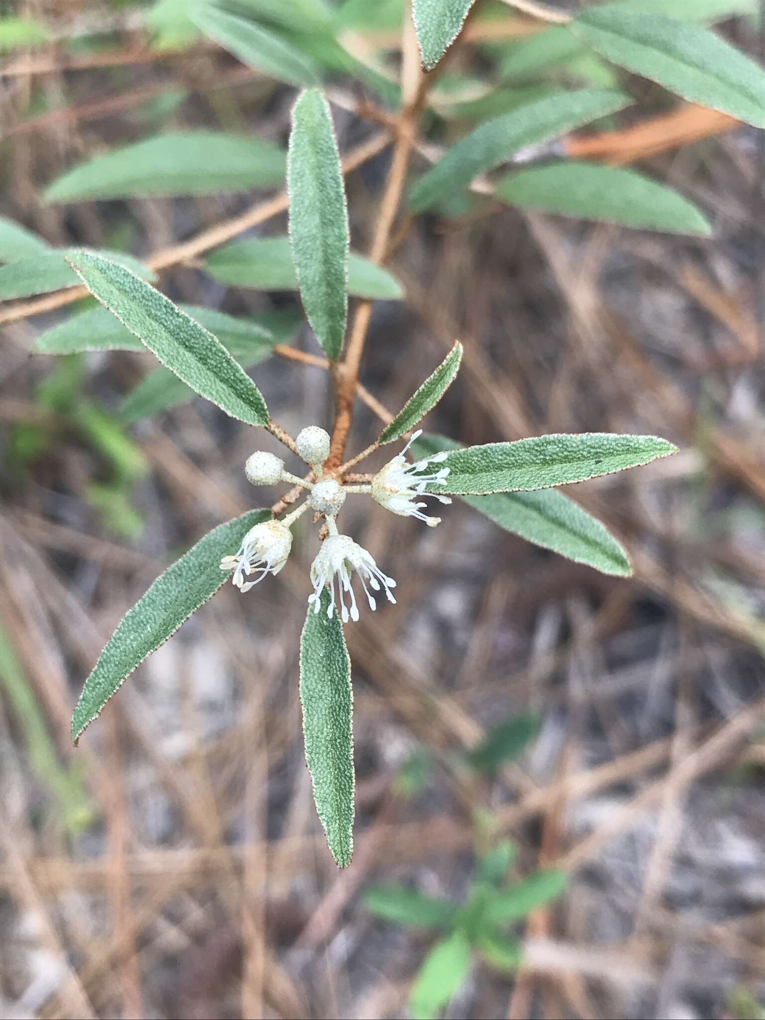 Слика од Croton argyranthemus Michx.