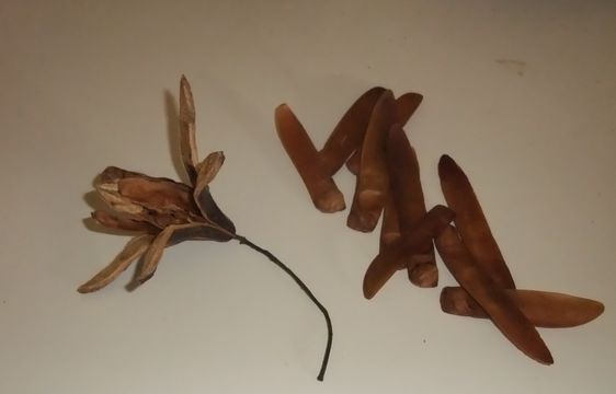 Image of Sapele