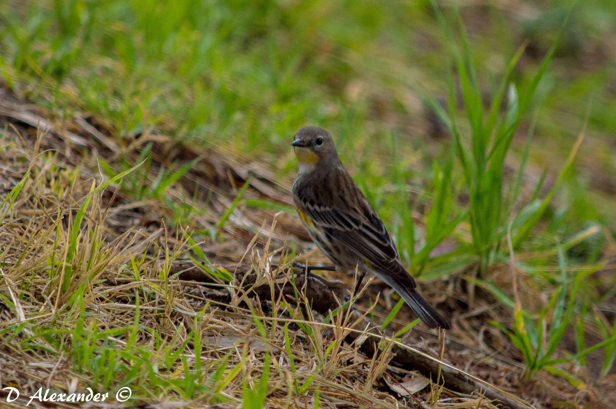 Image of Setophaga coronata auduboni (J. K. Townsend 1837)