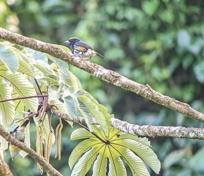 Image of Spot-crowned Barbet