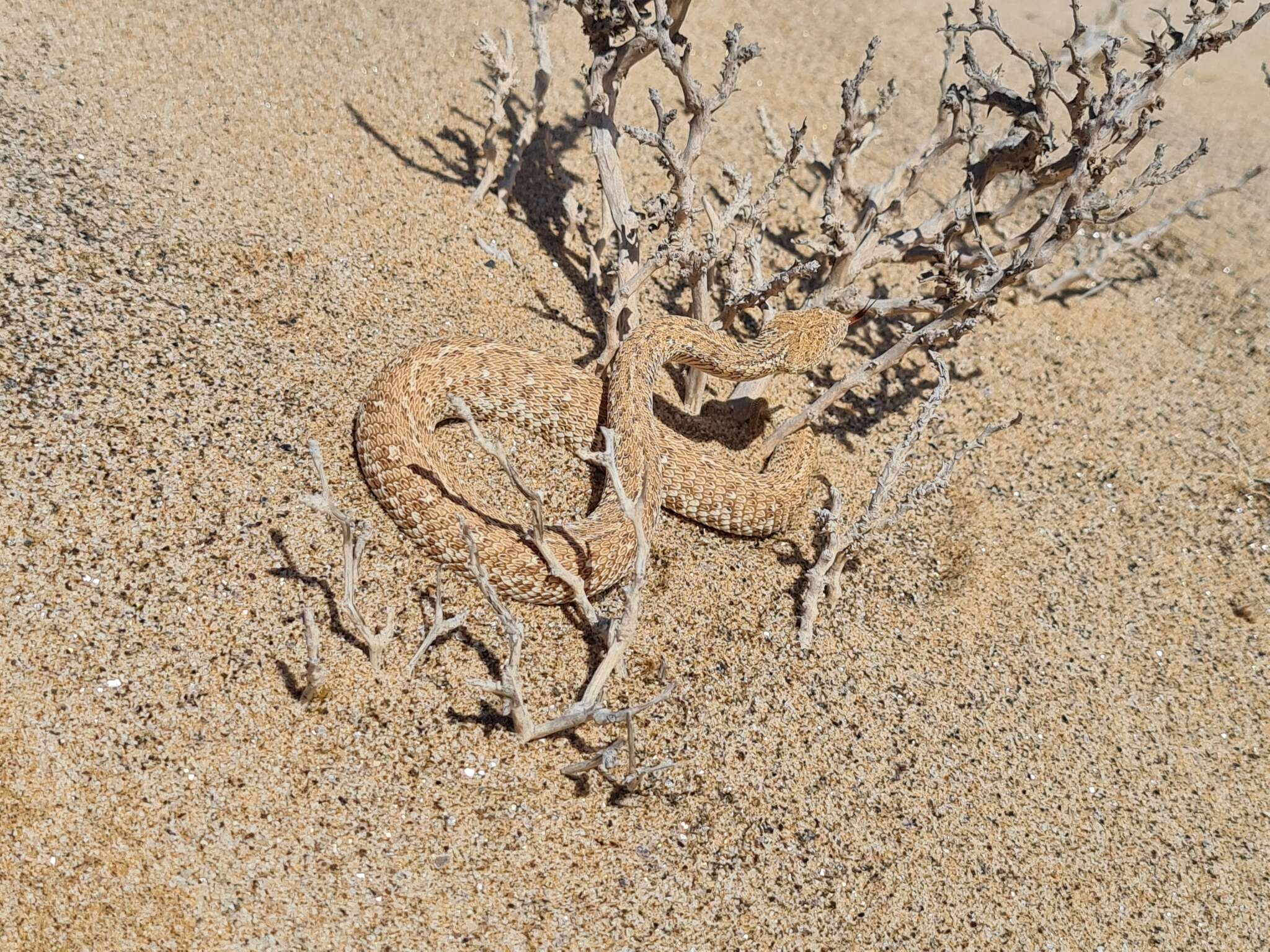 Image of Dwarf Puff Adder