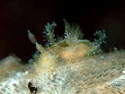 Image of Tasselled nudibranch