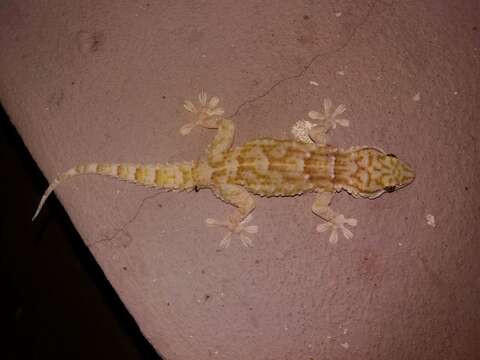 Image of Egyptian Gecko