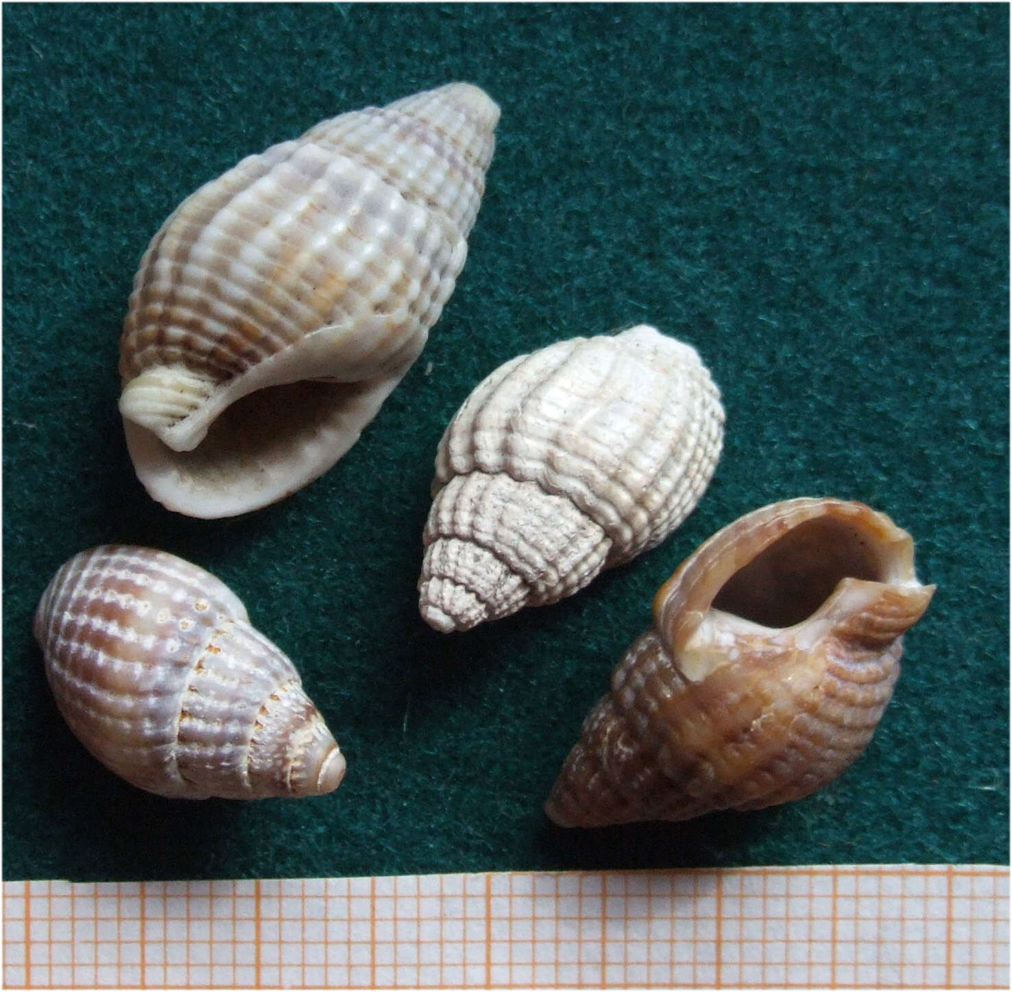 Image of netted dog whelk