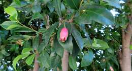 Image of Syzygium australe (Wendl. ex Link) B. P. M. Hyland