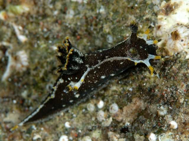 Image of Polycera Cuvier 1816