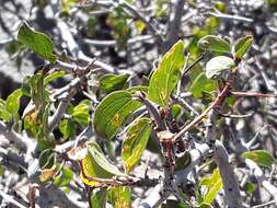 Plancia ëd Ceanothus martinii M. E. Jones