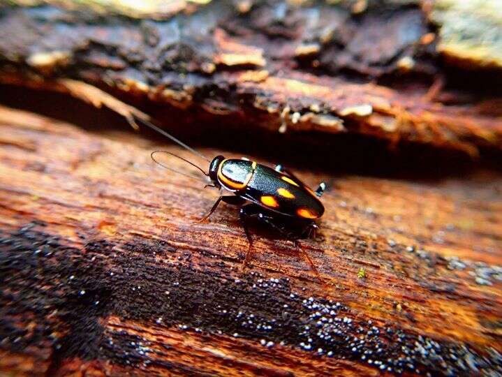 Sundablatta sexpunctata (Hanitsch 1923) resmi