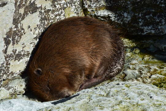 Image of European beaver