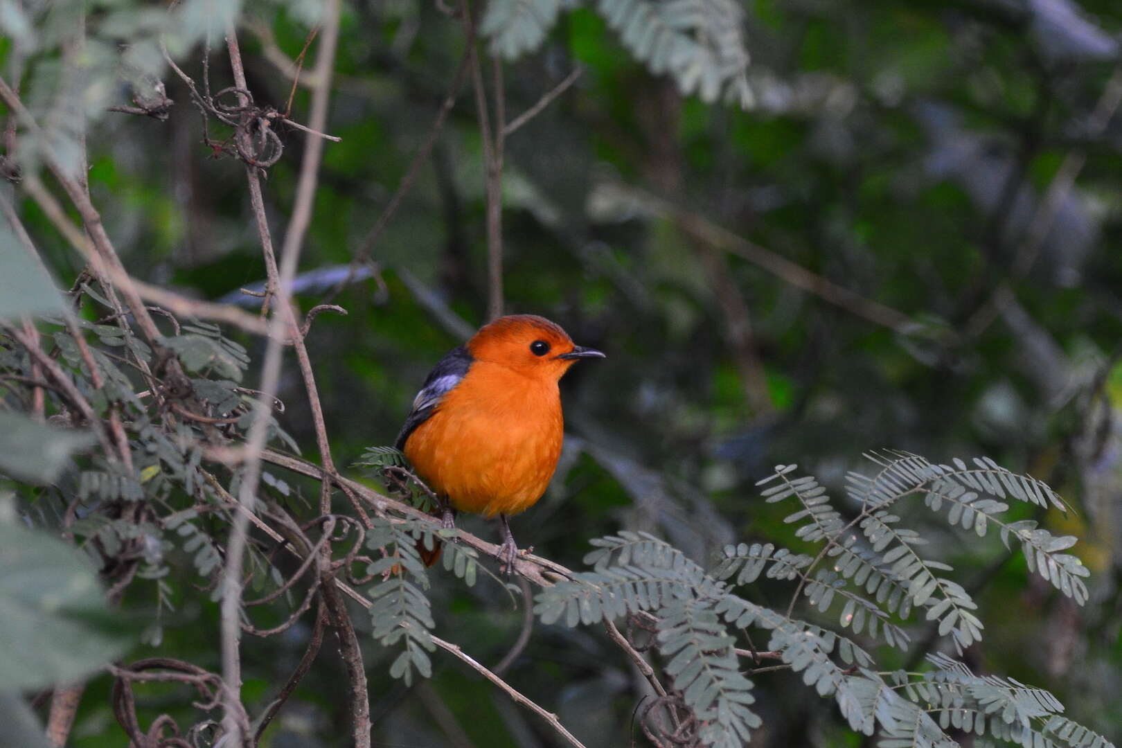 Cossypha natalensis natalensis Smith & A 1840的圖片