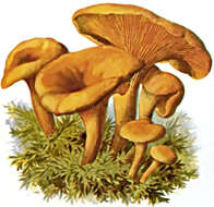 Image of Hygrophoropsis aurantiaca (Wulfen) Maire 1921