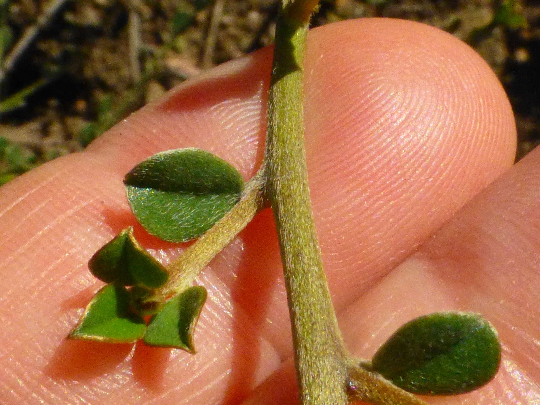 Plancia ëd Podalyria microphylla E. Mey.