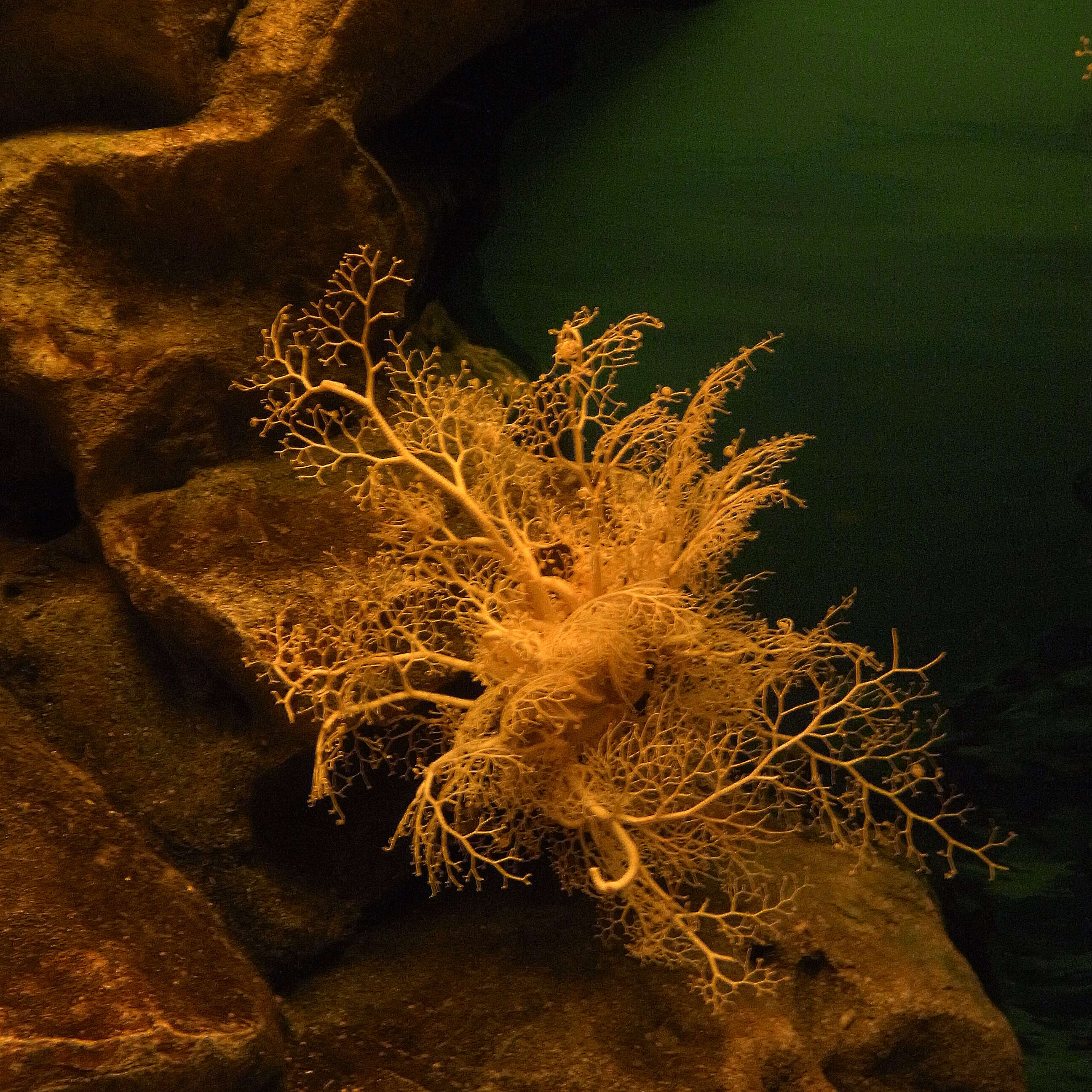 Image of basket star