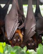 Image of Indian Flying Fox