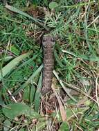 Image of small elephant hawk-moth