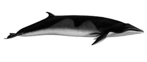 Image of Antarctic Minke Whale