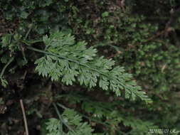 Image de Asplenium tenuifolium D. Don